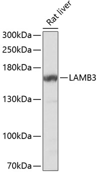 Валидация Elabscience E-AB-66121