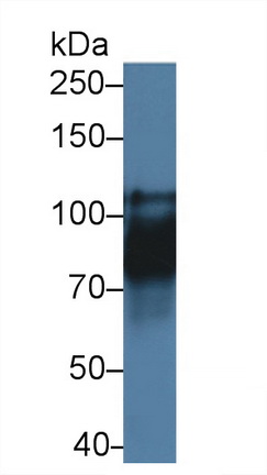 12449