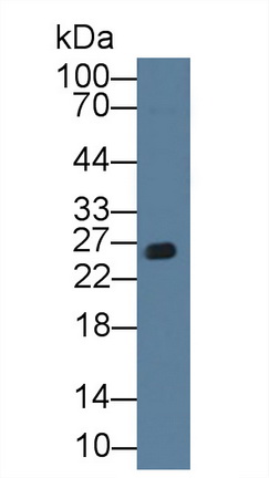 12534
