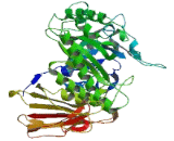 Heparanase (HPA)