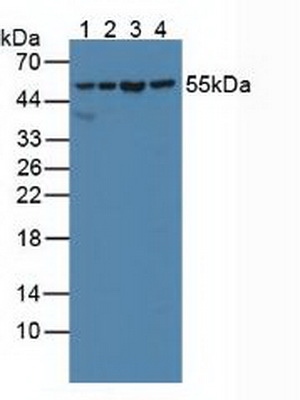 4158