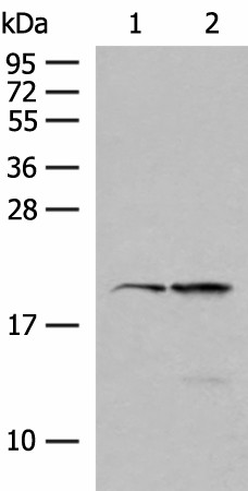 Валидация Elabscience E-AB-52704