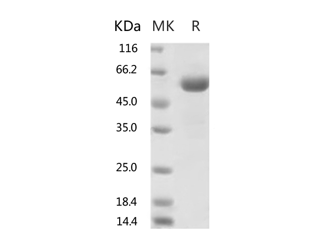 Валидация Elabscience PKSR030523(5840)
