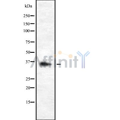 Валидация Affinity DF8705 - 20697