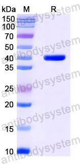 Валидация SDS-PAGE - AntibodySystem RGK32004