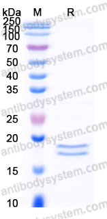 AHF36805, SDS-PAGE
