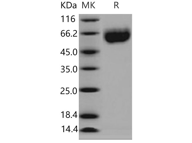Валидация Elabscience PKSM040849(4807)