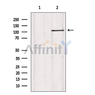 Валидация Affinity DF4591 - 16200