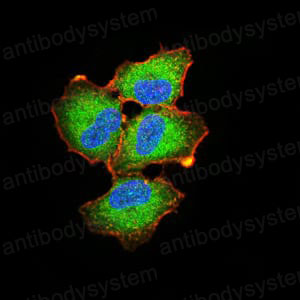 Валидация IF - AntibodySystem RHD10205