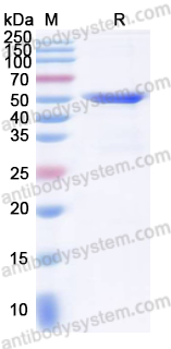 Валидация AntibodySystem YXX12703