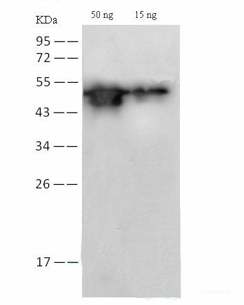 Валидация Elabscience E-AB-V1014