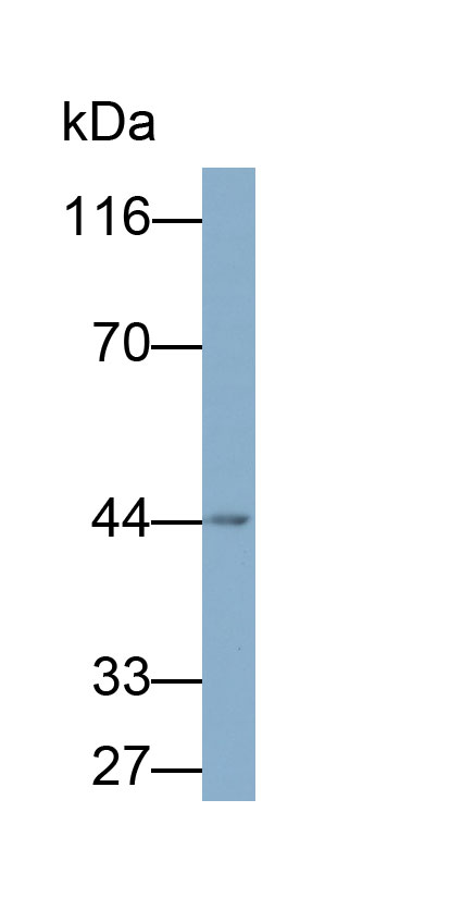 33288