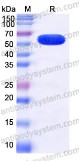 YHC91102, SDS-PAGE