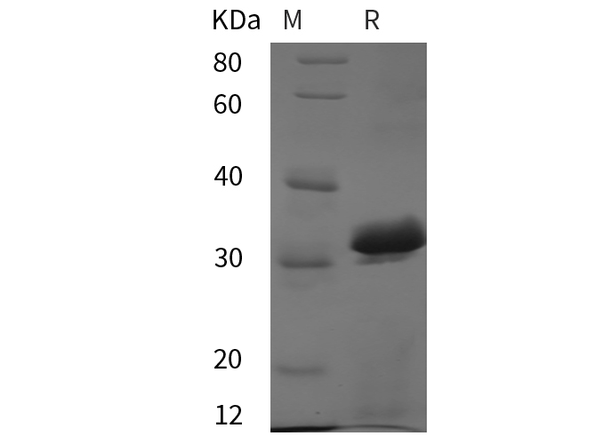 Валидация Elabscience PDEM100287(613)