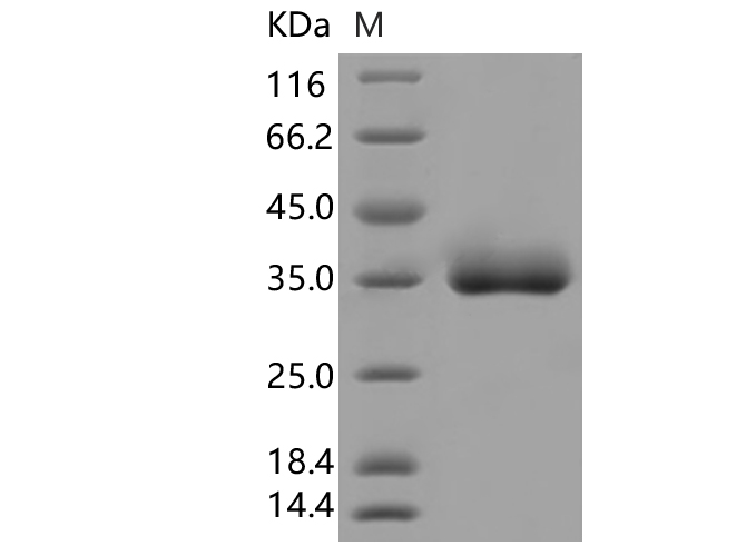 Валидация Elabscience PKSV030352(6088)