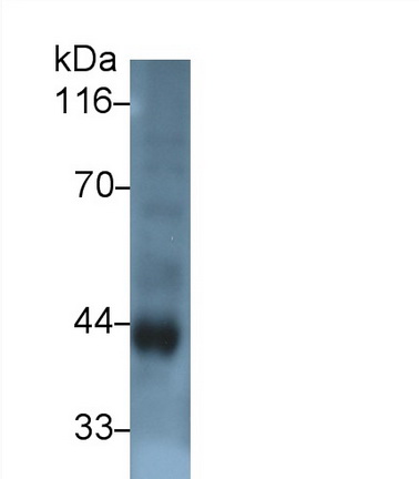 41696