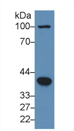10432