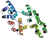 Annexin A5 (ANXA5)