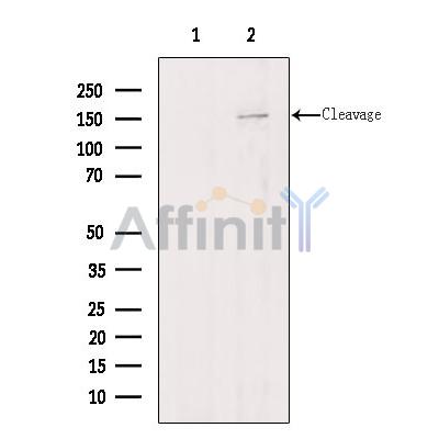 Валидация Affinity DF9181 - 21545