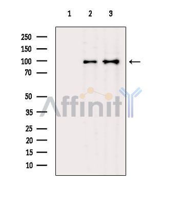 Валидация Affinity DF9402 - 21947