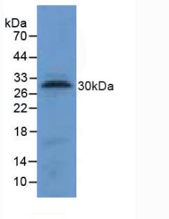 5924