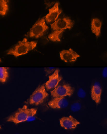 A17205, иммунофлуоресцентный анализ, клетки C6 (12475)