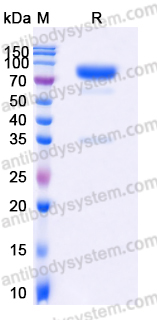 EHD72502, SDS-PAGE