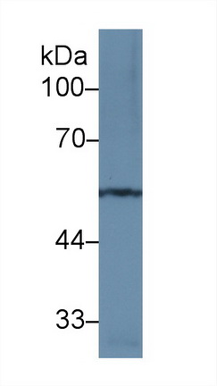 13326