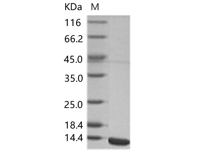 Валидация Elabscience PKSV030263(6029)