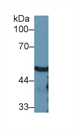 13144