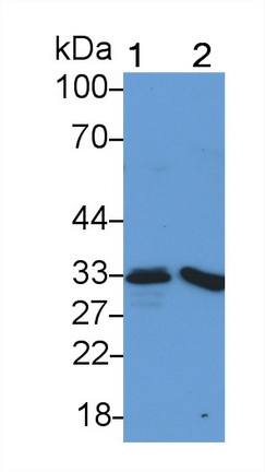 20147