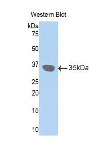 47949