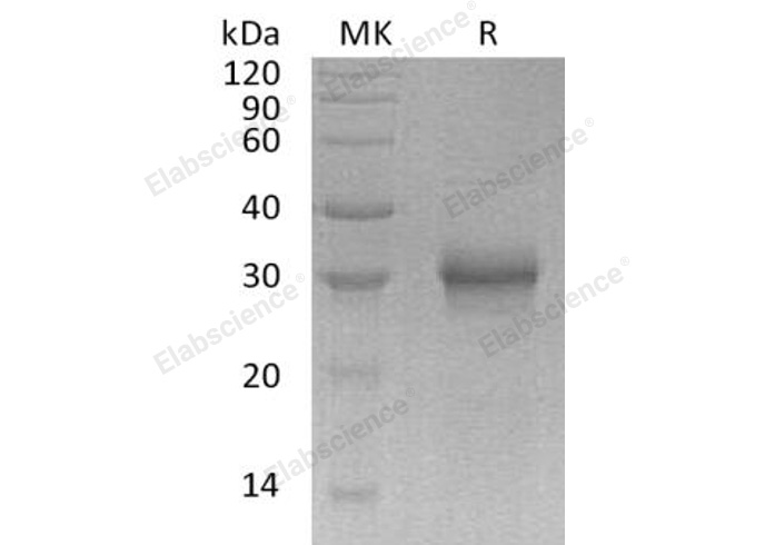 Валидация Elabscience PKSH032435(2912)