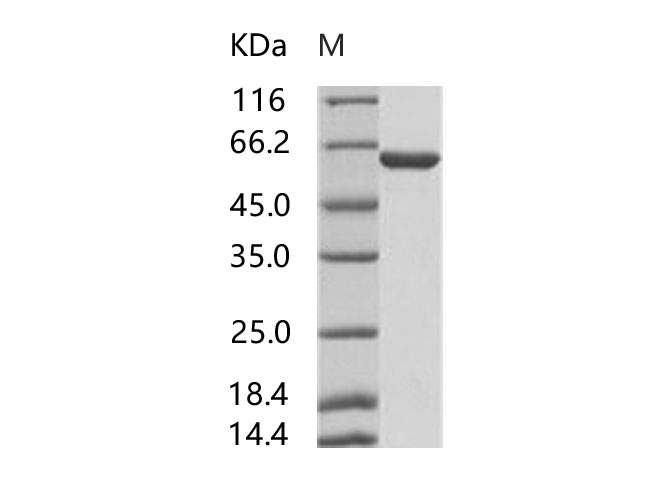 Валидация Elabscience PKSV030198(5975)