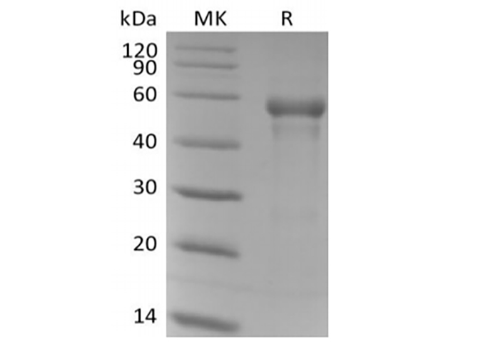 Валидация Elabscience PKSH034055(4285)