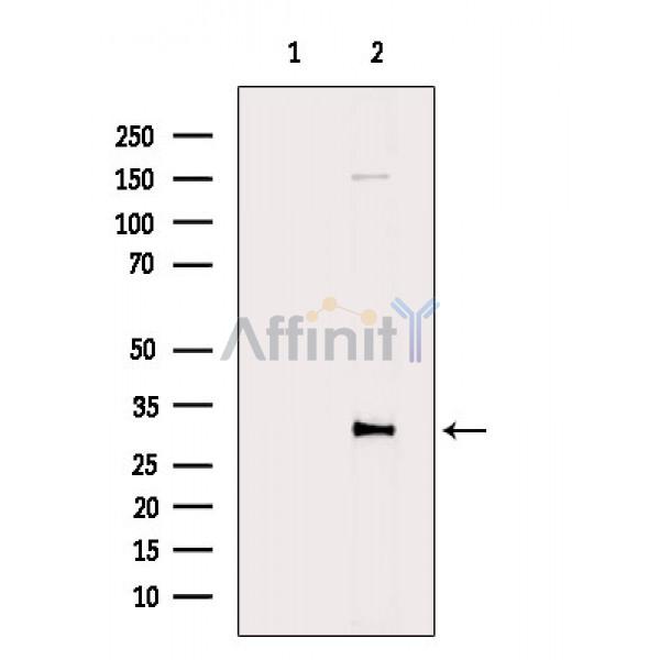Валидация Affinity DF8260 - 20098