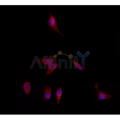 Валидация Affinity DF9705 - 22491