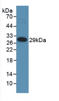 40735