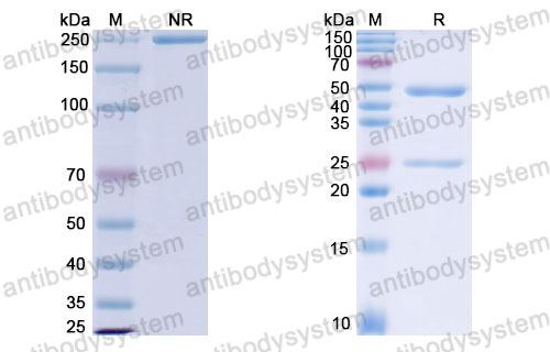 Валидация SDS-PAGE - AntibodySystem FGJ92810
