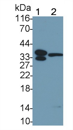 23590
