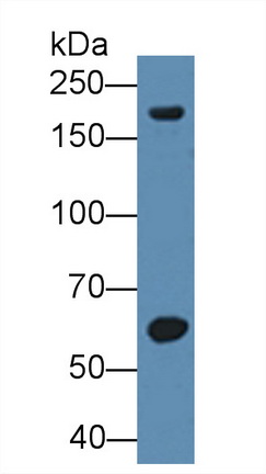12368