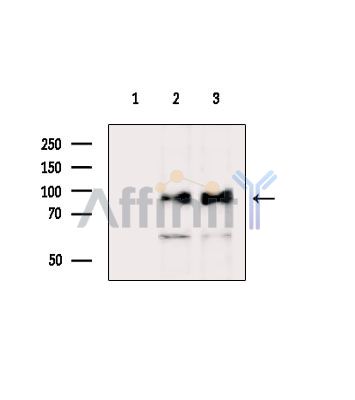 Валидация Affinity DF3533 - 14473