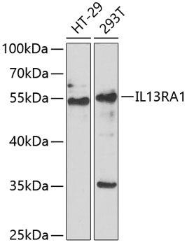 Валидация Elabscience E-AB-61258