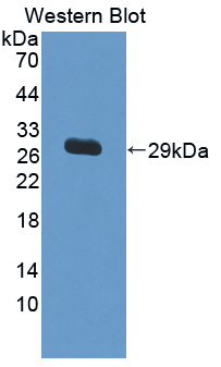 56647