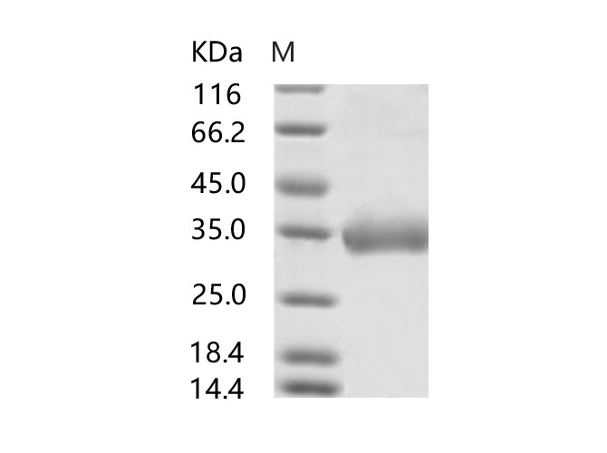 Валидация Elabscience PKSV030238(6002)