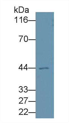 10468