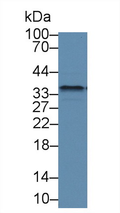 12666
