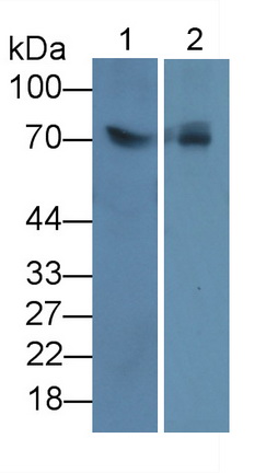 14814