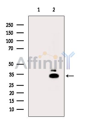 Валидация Affinity DF15246 - 11518