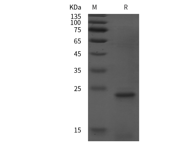 Валидация Elabscience PDEH100957(372)